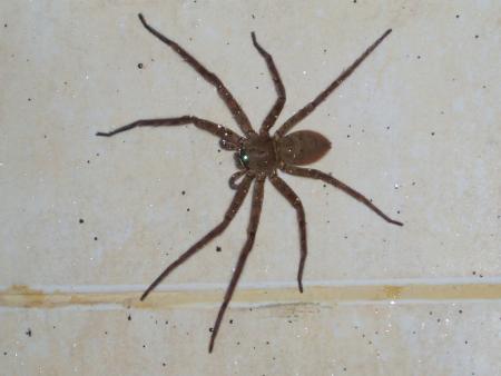 On dirait une fausse !