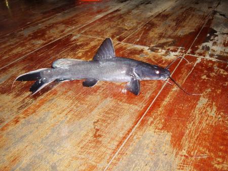 Rivi&egrave;re Kwa�